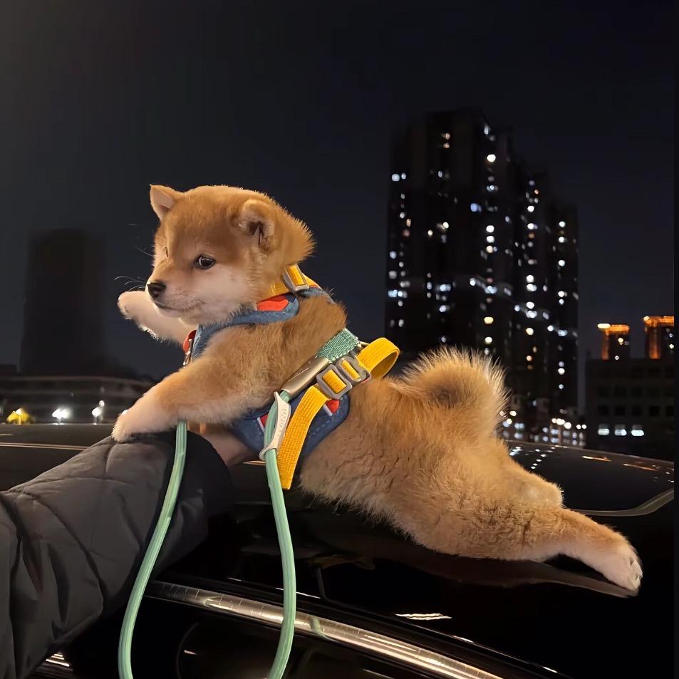 如果忧郁是种天赋