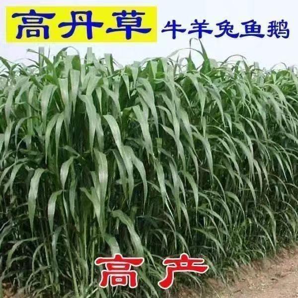 天天种业