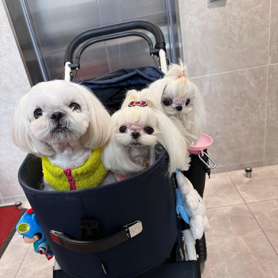 不是巴宝莉是巴宝妮