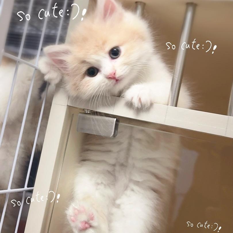稳得福猫舍（直播号）