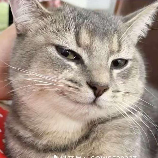 豌豆豆🫘