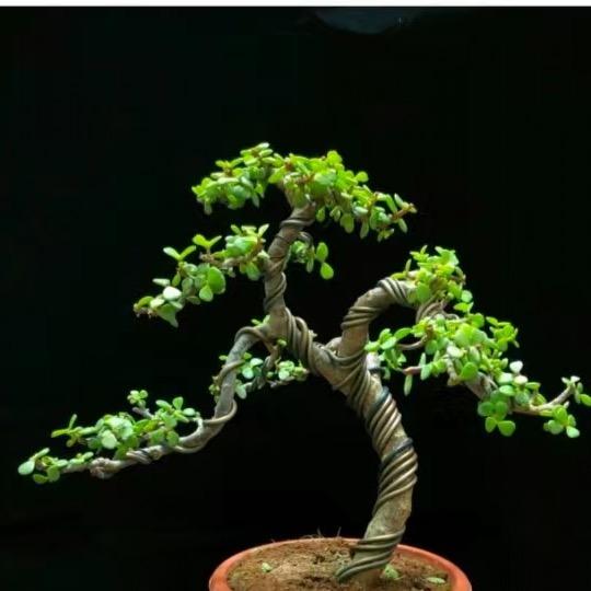 志发花卉(金枝玉叶)