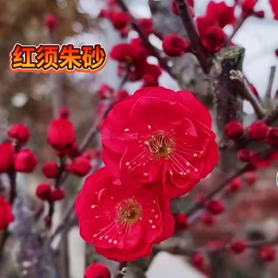 秋泽园艺馆