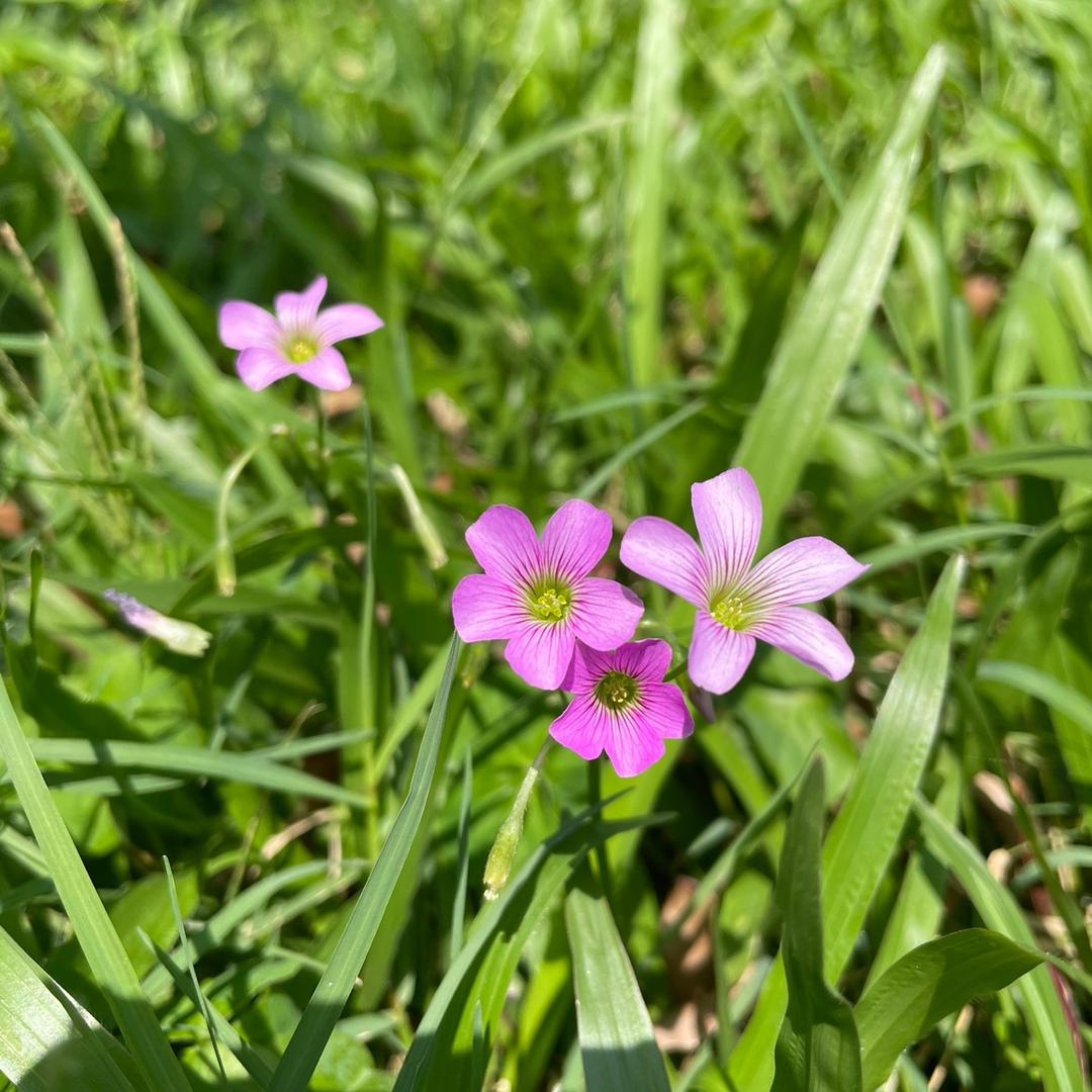 缘来是李💖