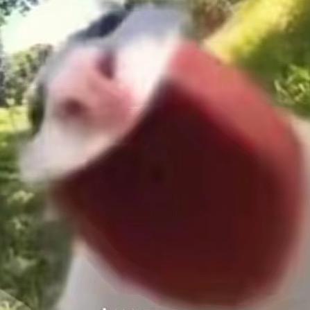冰狗