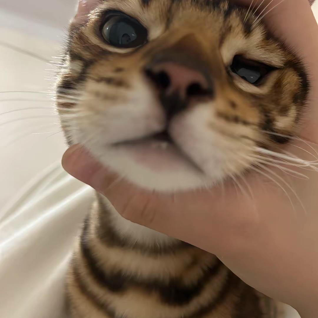 辣椒油油