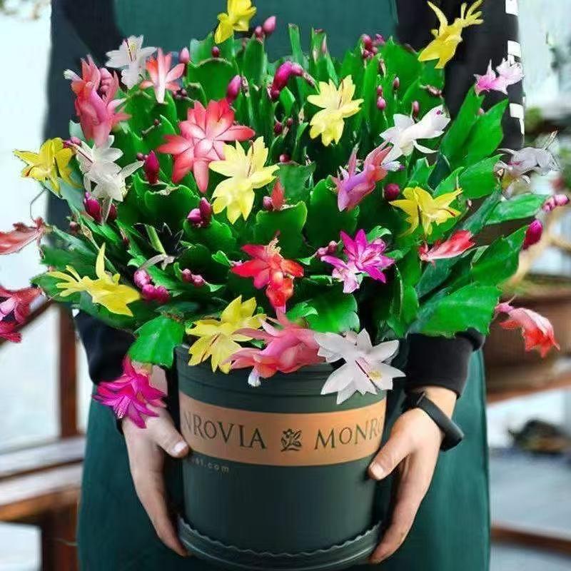 贯飞尘蟹爪兰基地