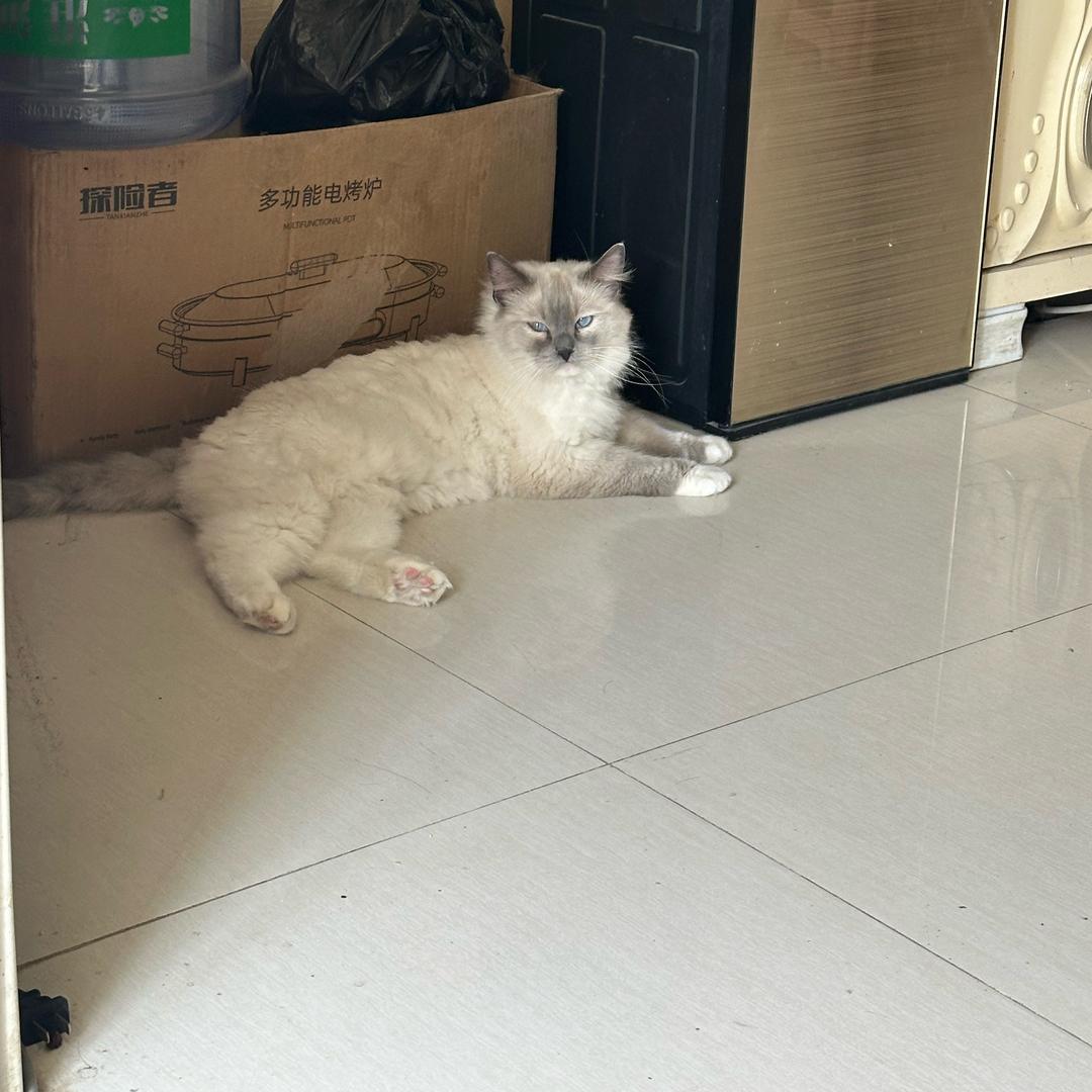 j美