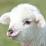 冷阳羊