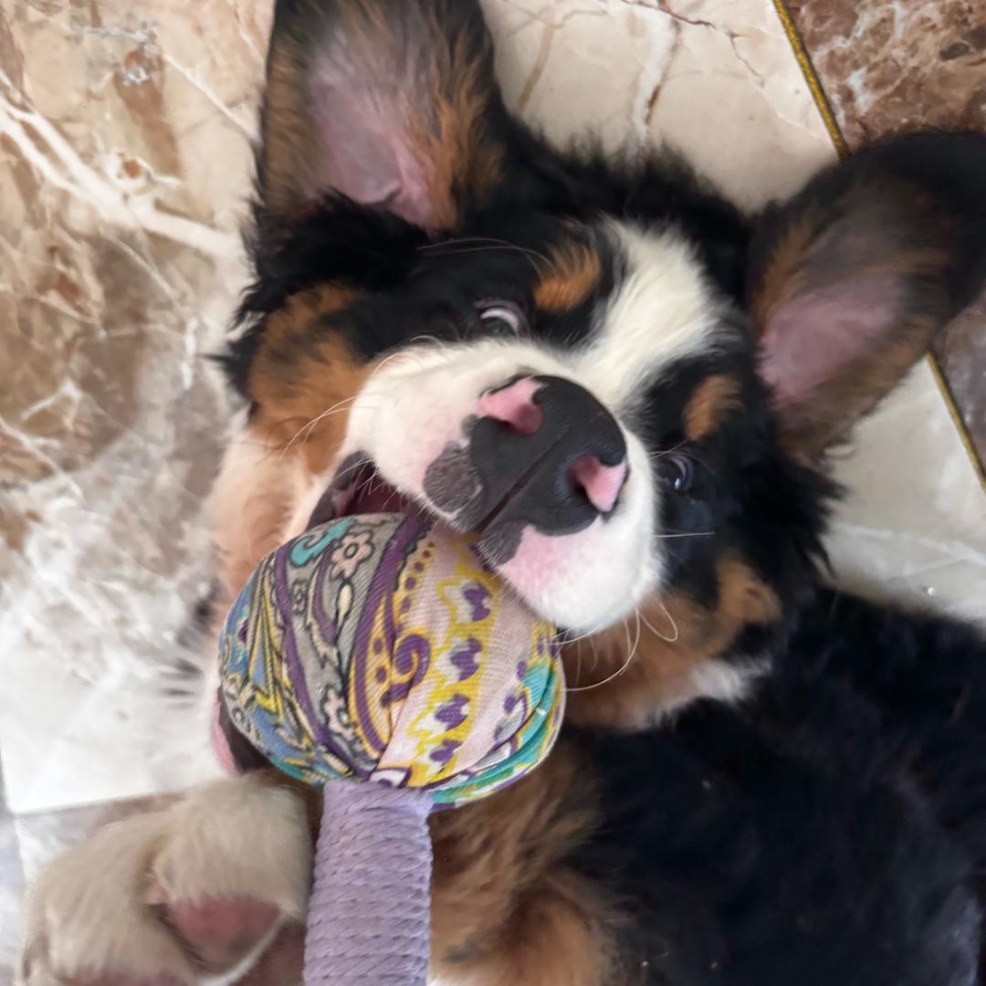 呼噜不爱打呼噜