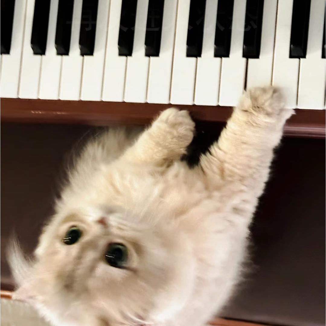 芝士小猫