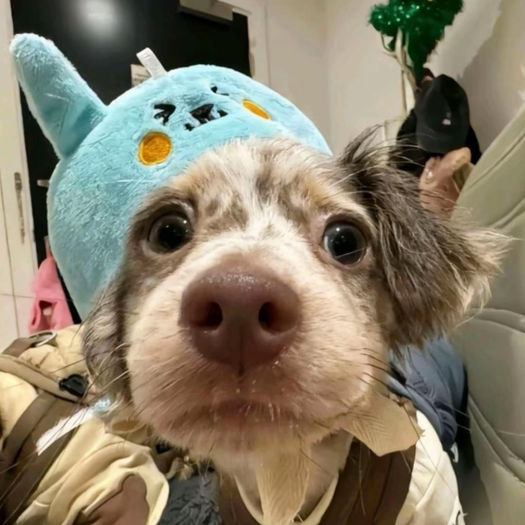 馨.
