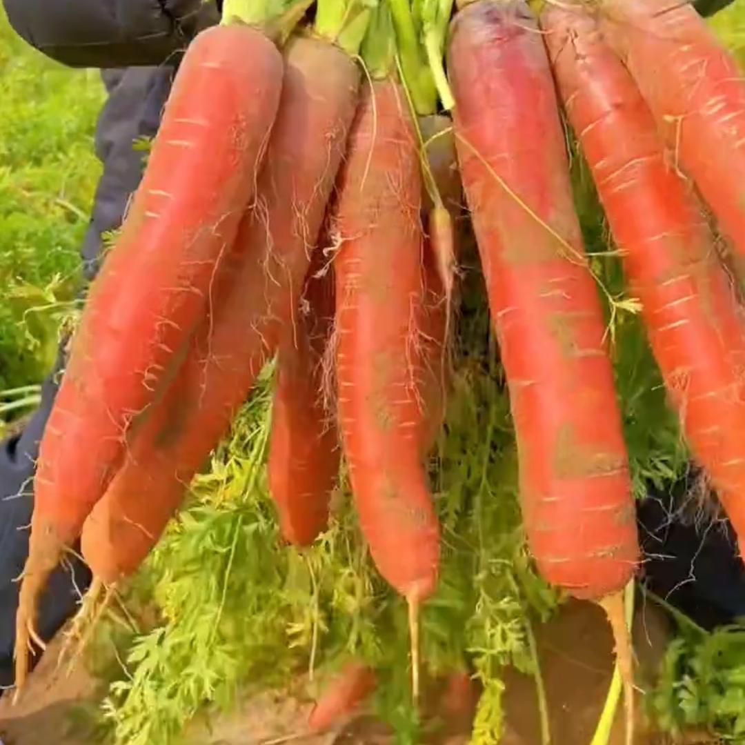 特靠普水果