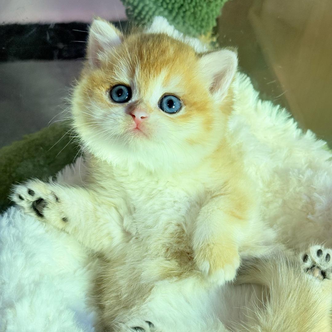 甜甜甜的猫