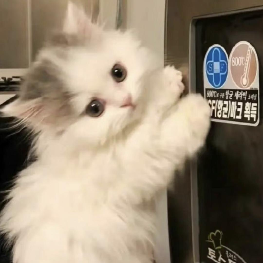 遇见许多猫🐱