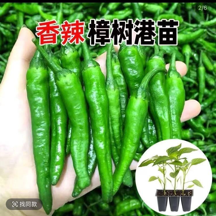 正宗樟树港辣椒苗培育基地