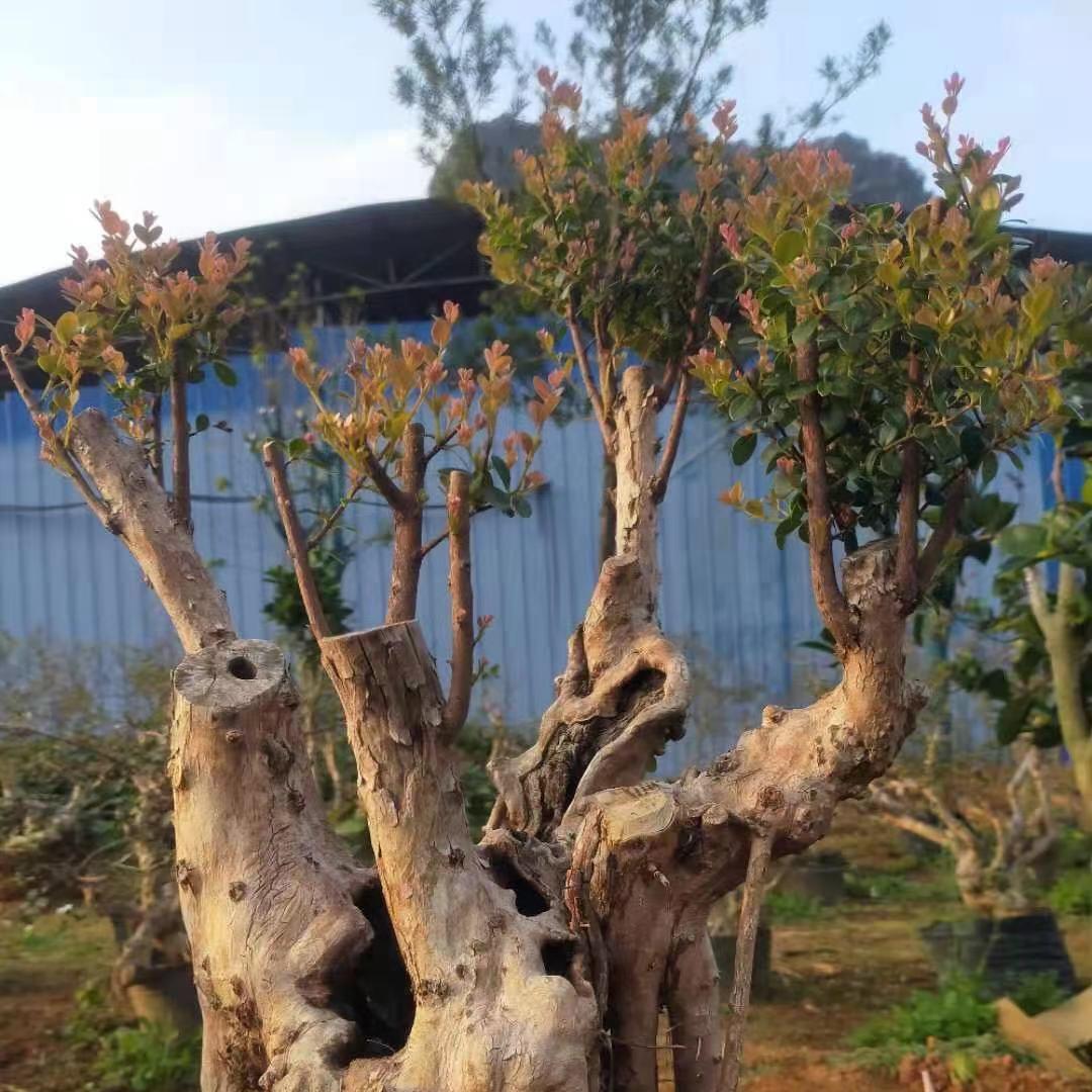 林宏园艺