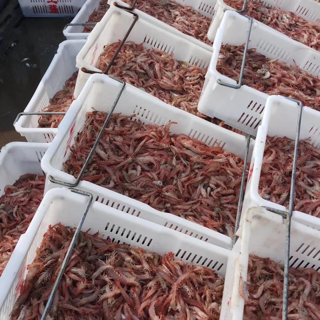 青岛大强水产科技有限公司（阳阳）