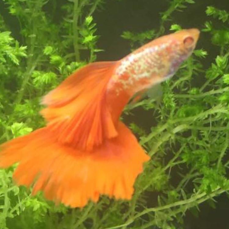 老伟子