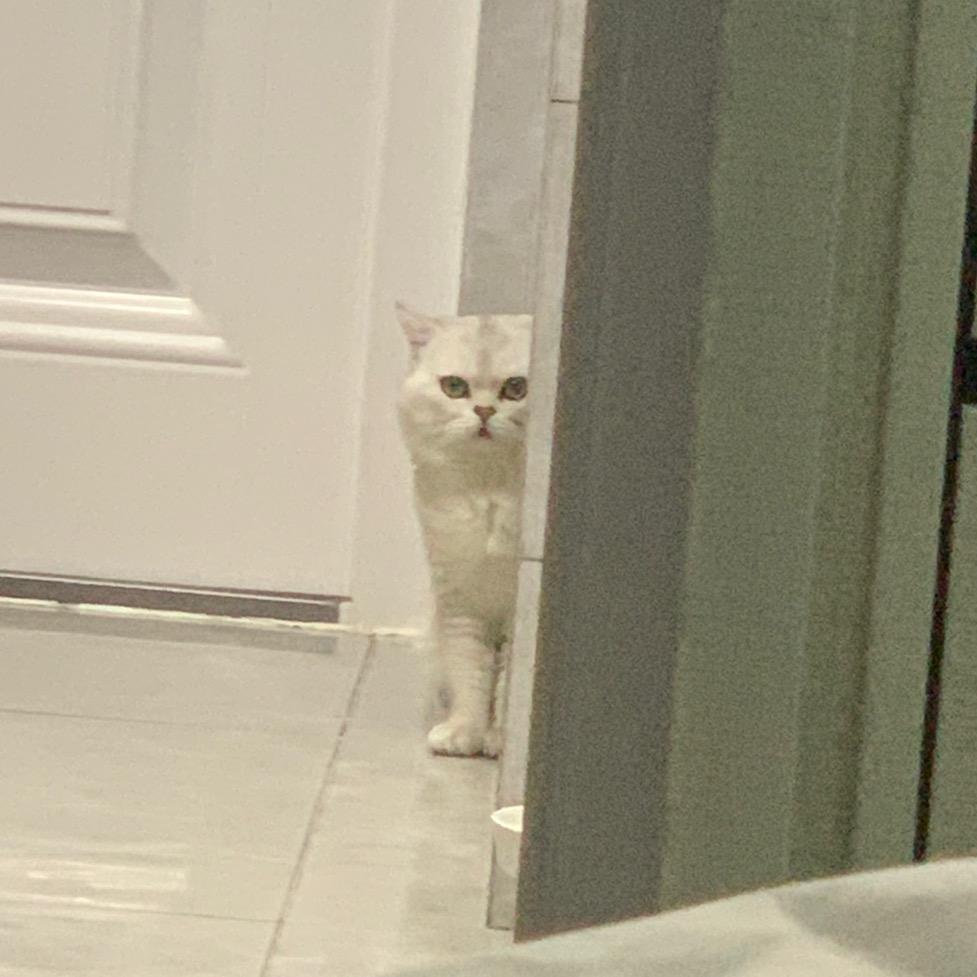 小朱有猫瘾