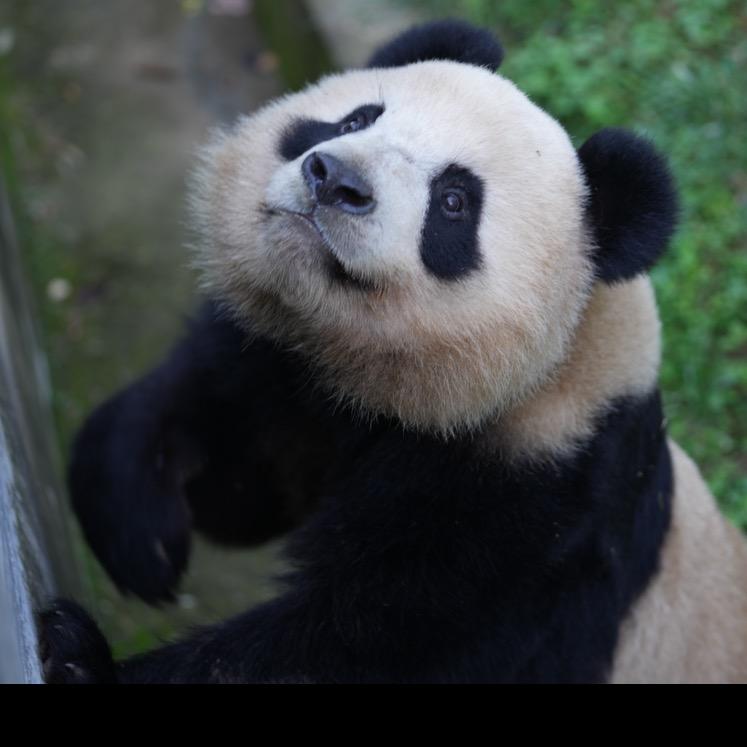 大能猫