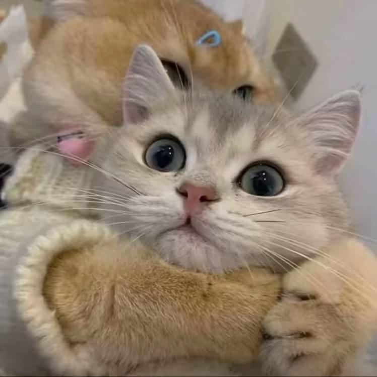 小鱼
