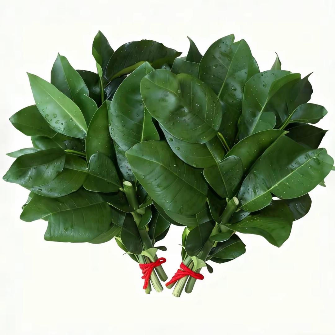 忘记痛苦需要治颗黑利