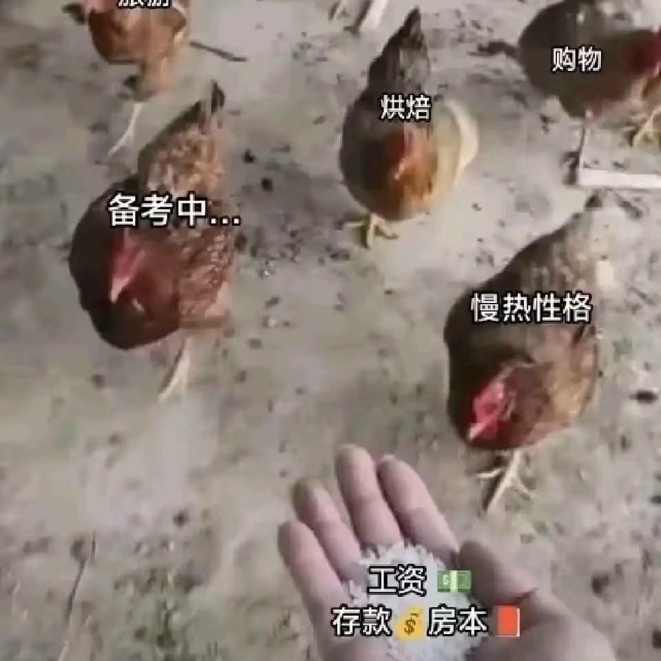 顶冻基和大狗叫