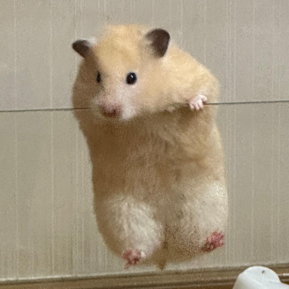 酱酱偷马头