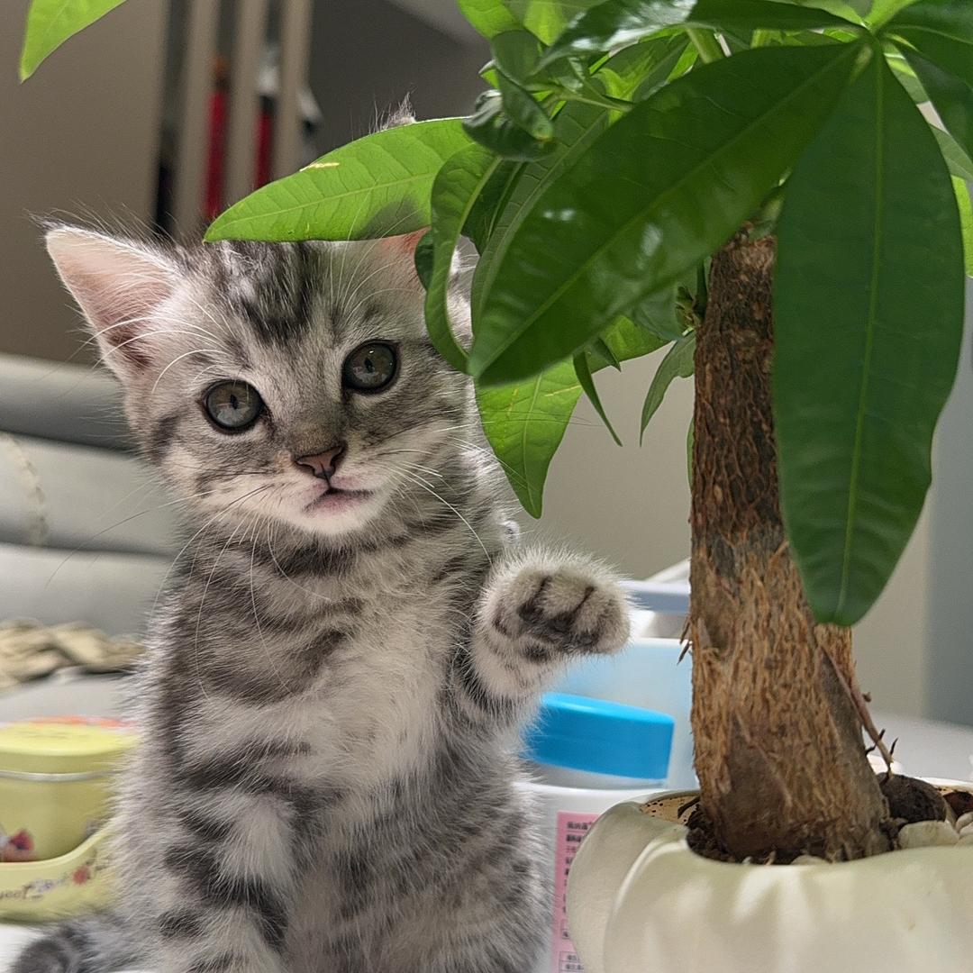 进宝是只喵🐱