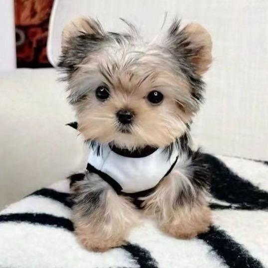 团团🐕圆圆🐕（有滋有味李姐）