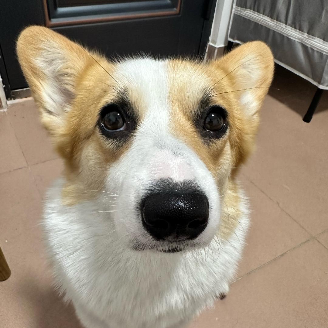 忠诚于党