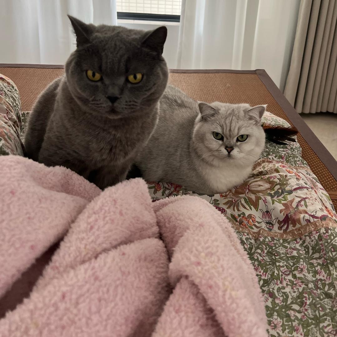 小尾巴（养猫版）