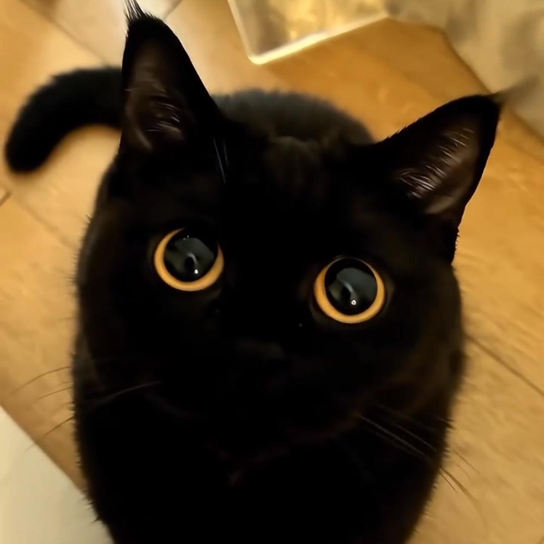 😼