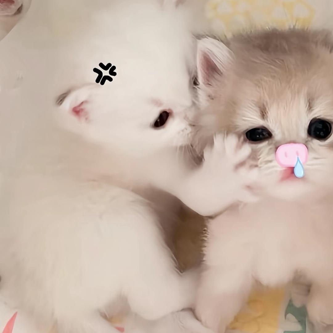 佳佳．