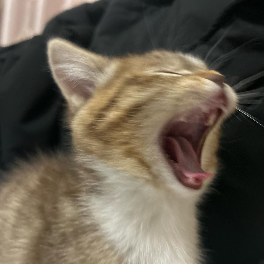 布丁布丁我们喜欢你🍮