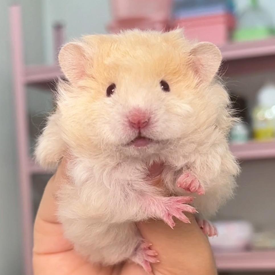 HKMilk🐻（出熊崽）