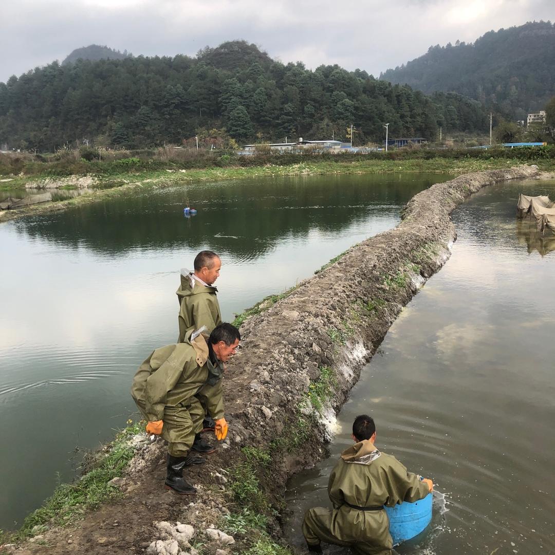 龙里渔丰行渔业基地