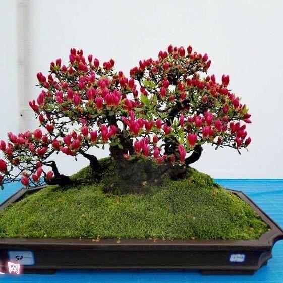 8号-龍景苑