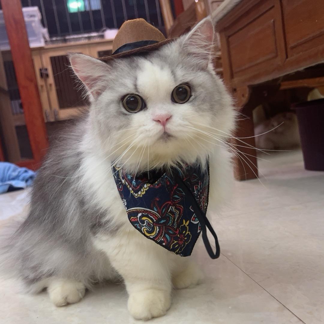 喵喵家族🐱