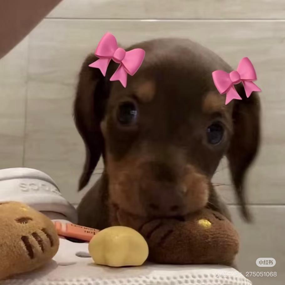 罗胖胖🍓
