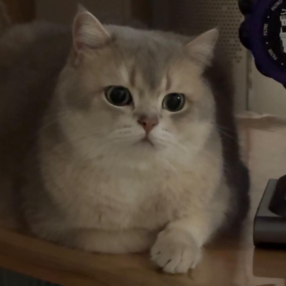 柚子与猫