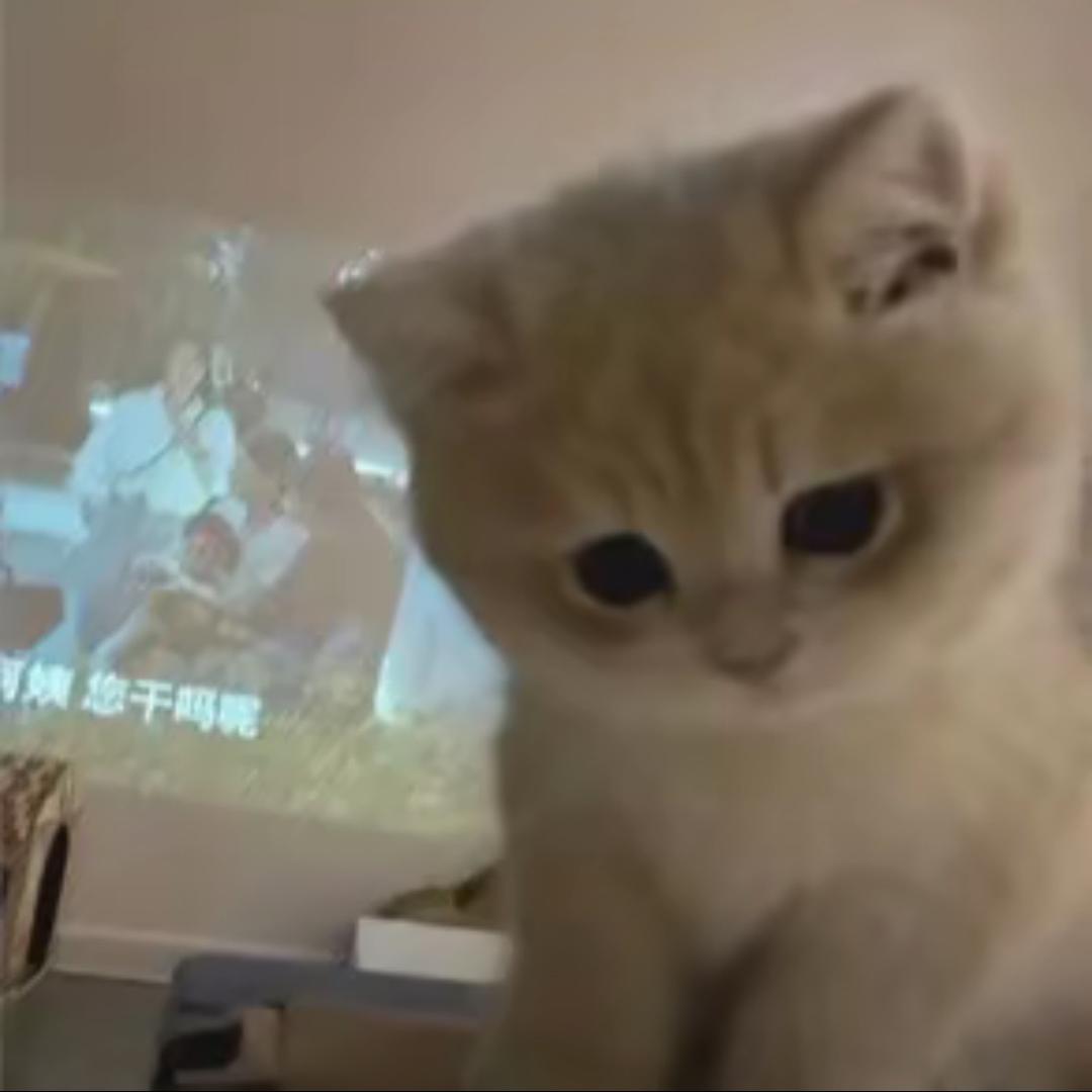 招财猫猫🐱