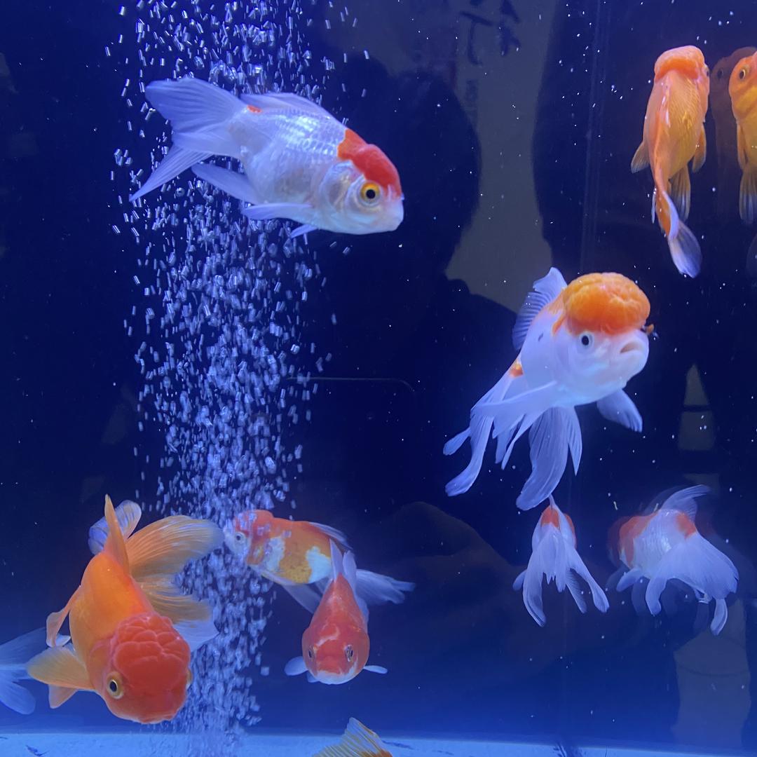 聚宝水族鱼缸