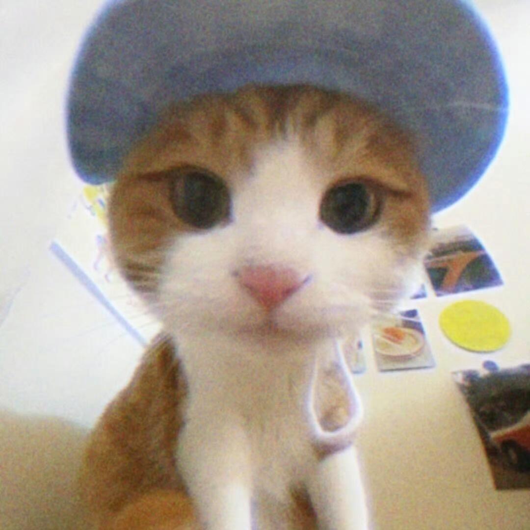 天才小猫