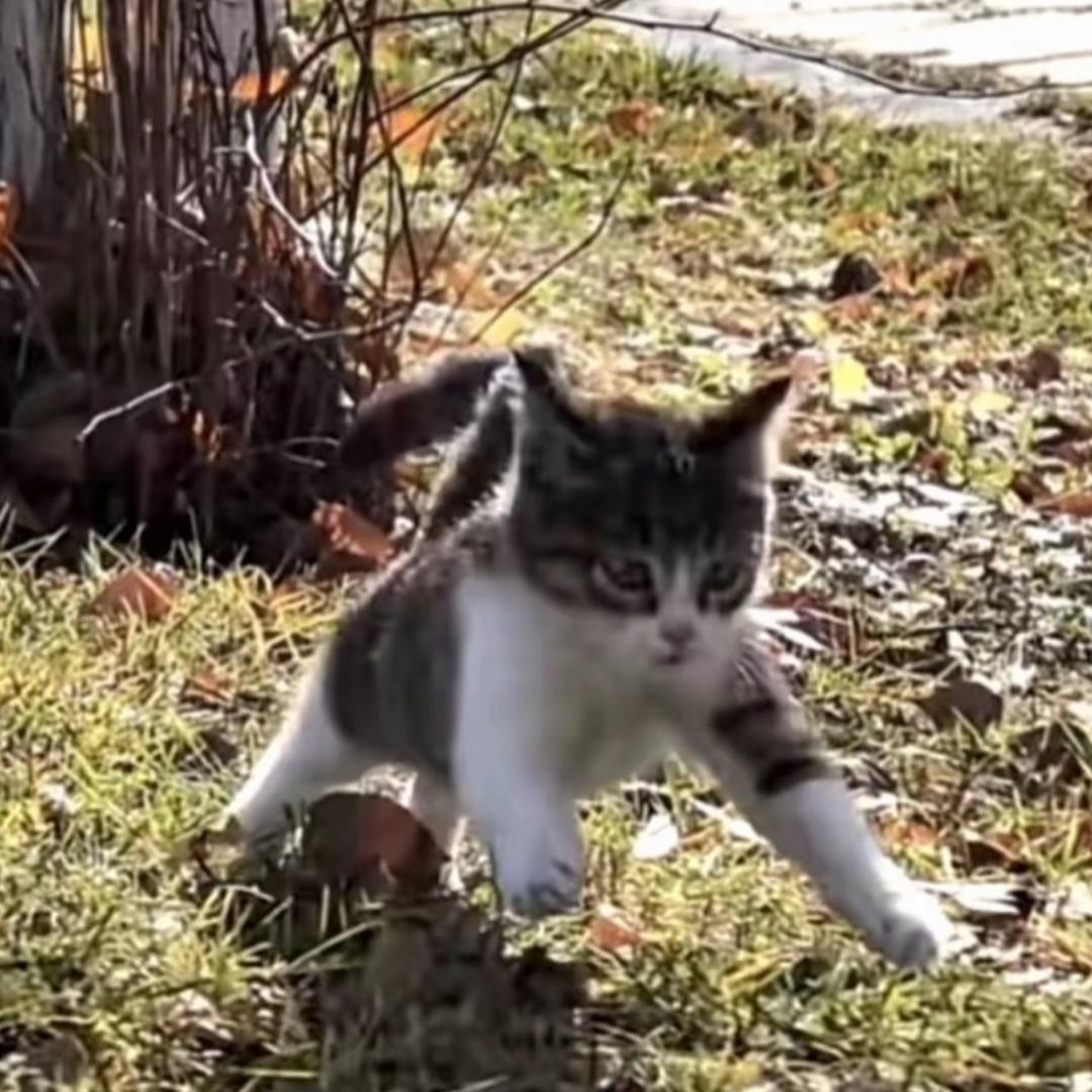 悟空是只猫