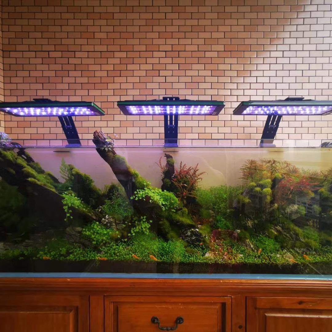 川鱼水族/梵巽生态景观/阿林