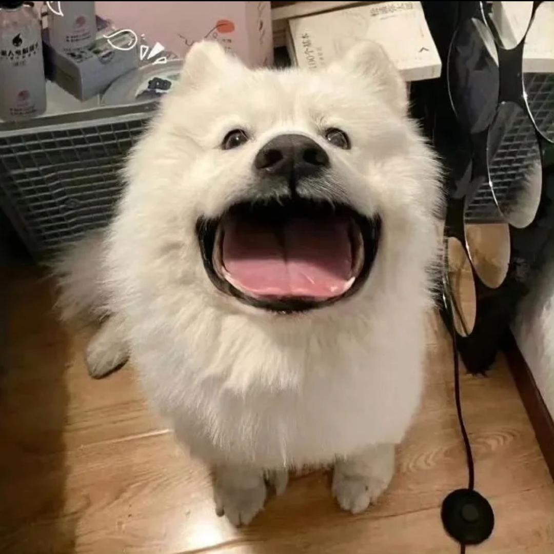 限定小张