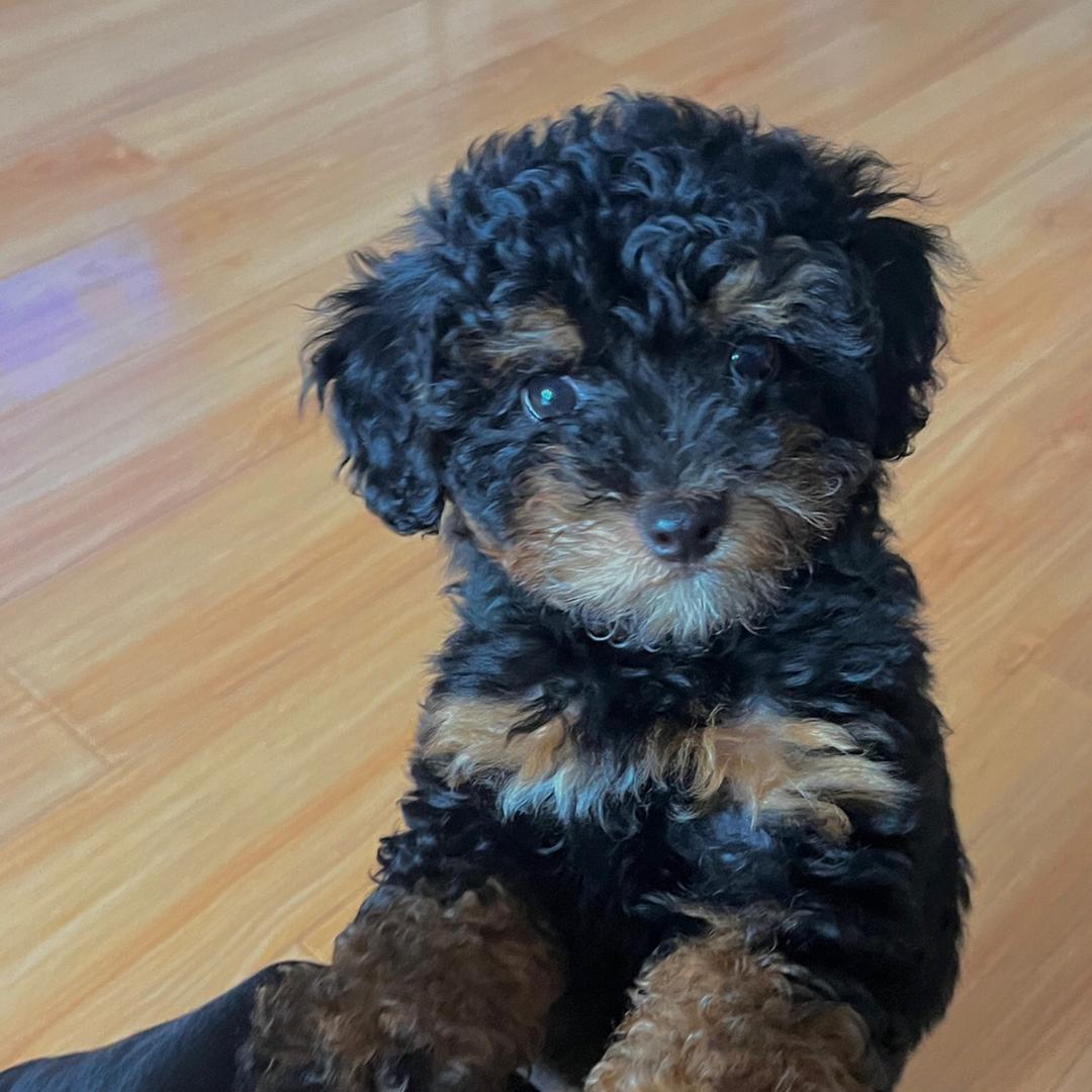 年糕🐶