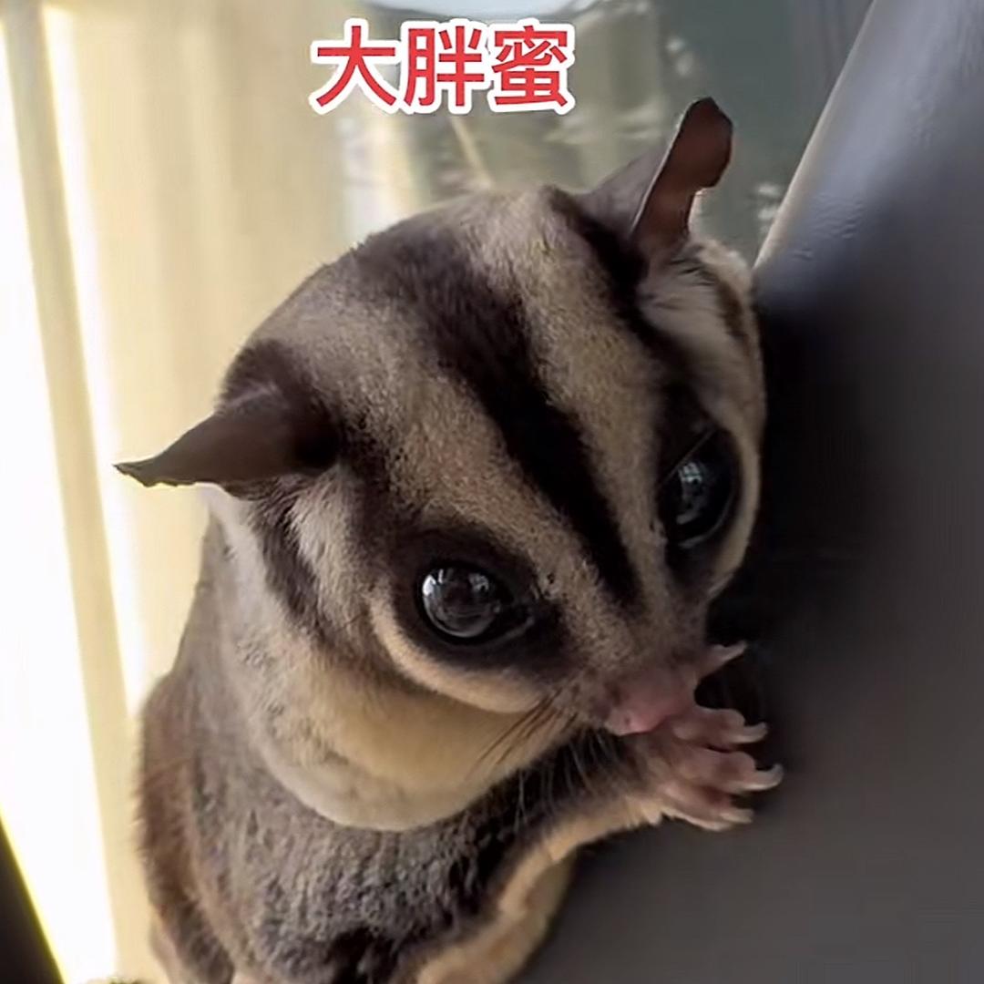 小刺球